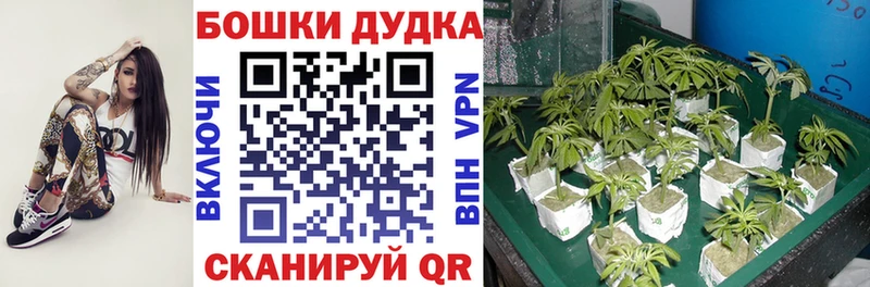 где купить наркотик  Красный Сулин  Шишки марихуана Amnesia 
